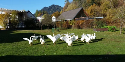 Mountainbike Urlaub - PLZ 8982 (Österreich) - Martini Gansl
Im November bereiten wir unser traditionelles Martini Gansl mit Gänsen aus eigener Haltung. - Kirchenwirt Aigen