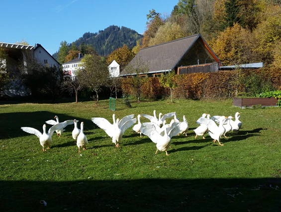 Mountainbikehotel: Martini Gansl
Im November bereiten wir unser traditionelles Martini Gansl mit Gänsen aus eigener Haltung. - Kirchenwirt Aigen