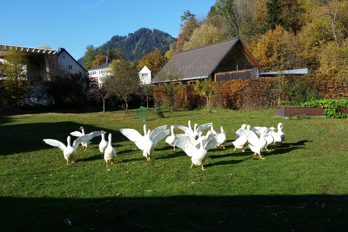 Mountainbikehotel: Martini Gansl
Im November bereiten wir unser traditionelles Martini Gansl mit Gänsen aus eigener Haltung. - Kirchenwirt Aigen
