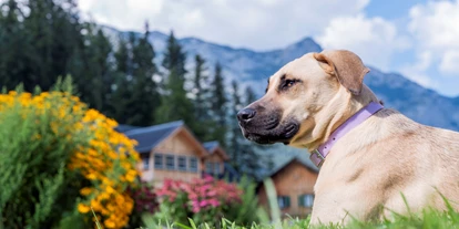 Mountainbike Urlaub - Umgebungsschwerpunkt: See - Eingezäunte Hundewiese - Urlaub mit Hund im Narzissendorf Zloam - Narzissendorf Zloam - Grundlsee