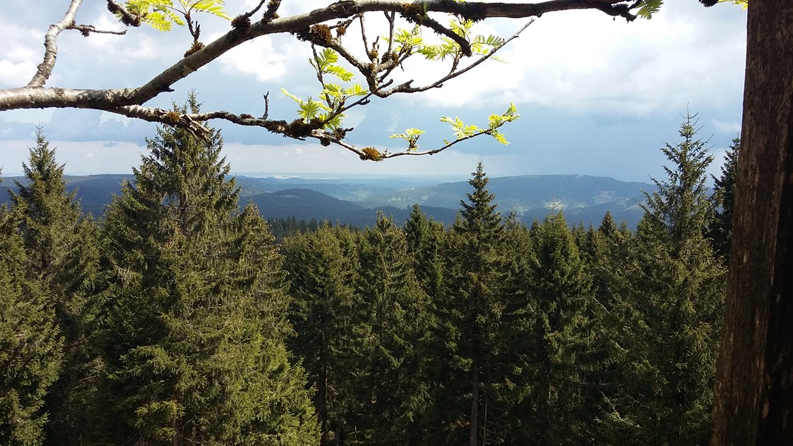 Mountainbikehotel: Der Thüringer Wald - Gasthaus Waldfrieden