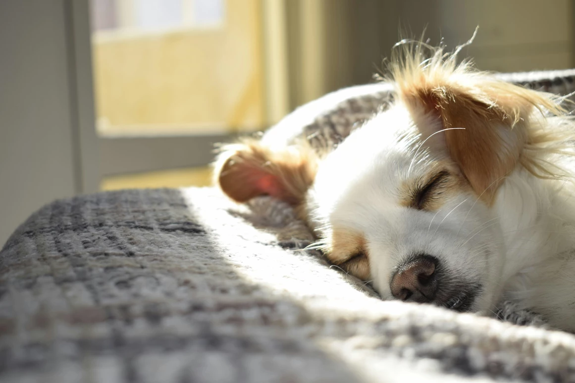 Mountainbikehotel: Hunde Willkommen - Apartment & Landhotel Zum Storchennest