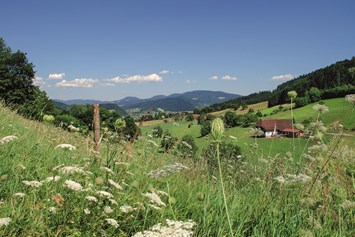 Mountainbikehotel: Landschaft rund um Prinzbach - Hotel Badischer Hof
