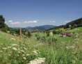 Mountainbikehotel: Landschaft rund um Prinzbach - Hotel Badischer Hof