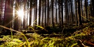 Mountainbike Urlaub - Bayerischer Wald - Alles über Bäume und Urwälder!
 - Hotel der Bäume